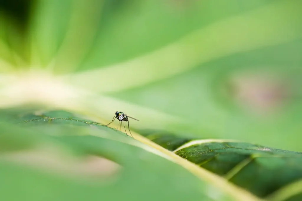 malaria setting bild