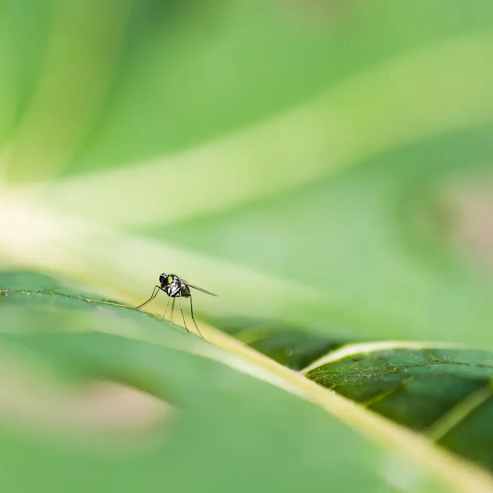 malaria-setting-bild